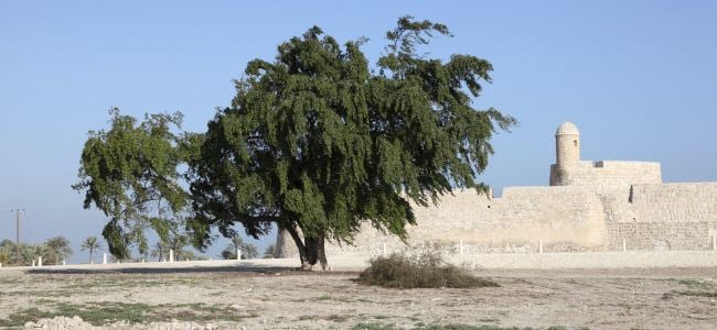 Qalat al Bahrain at Manama