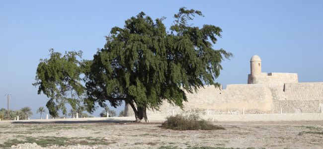 Qalat al Bahrain at Manama
