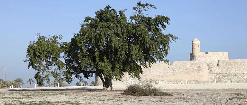 Qalat al Bahrain at Manama